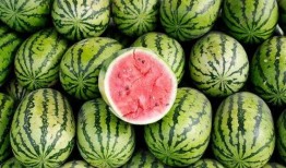 大瓜吃料网免费网页版