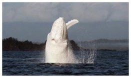 鲸鱼圈内爆料是真的吗,真相还是谣言？