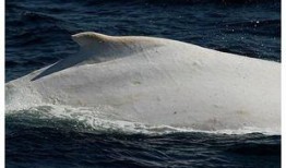 鲸鱼圈内爆料是真的吗,真相还是谣言？