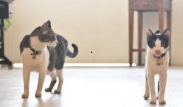 肥猫事件爆料最新