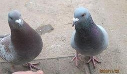 鸽子朋友爆料视频大全,揭秘幕后故事与精彩瞬间