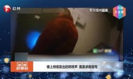 安徽在线直播观看视频,全景式体验家乡之美