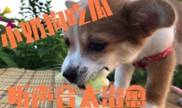 娱乐吃瓜酱送小狗视频,温馨瞬间感动网友