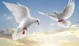 鸽子朋友爆料视频大全,揭秘幕后故事与精彩瞬间