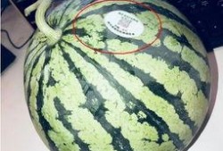 浙江网红吃瓜,揭秘网络红人的幕后故事