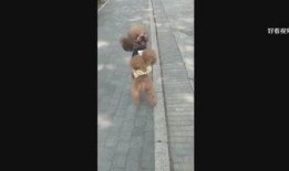爆料娱乐小哥视频播放,视频播放背后的热门秘密大曝光！