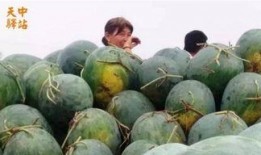 翔霖吃瓜现场视频大全免费,揭秘娱乐圈幕后真相大揭秘