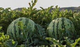 浙江网红吃瓜,揭秘网络红人的幕后故事