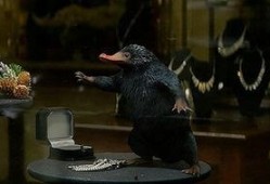 神奇动物空间爆料视频,神秘生物齐聚，奇幻世界一探究竟