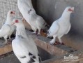 鸽子朋友爆料视频大全,揭秘幕后故事与精彩瞬间