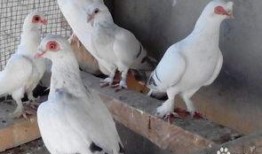 鸽子朋友爆料视频大全,揭秘幕后故事与精彩瞬间