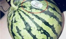 西藏网红的吃瓜,揭秘幕后故事与网络热度