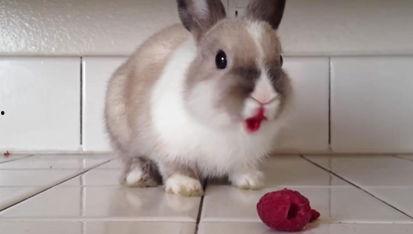 娱乐吃瓜兔子视频下载,揭秘热门视频下载攻略